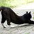 Katze aus dem Garten verscheuchen Harmlose Hausmittel