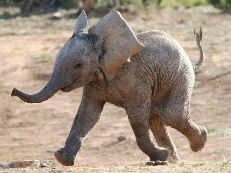 Afrikanischer-Babyelefant-Rennt