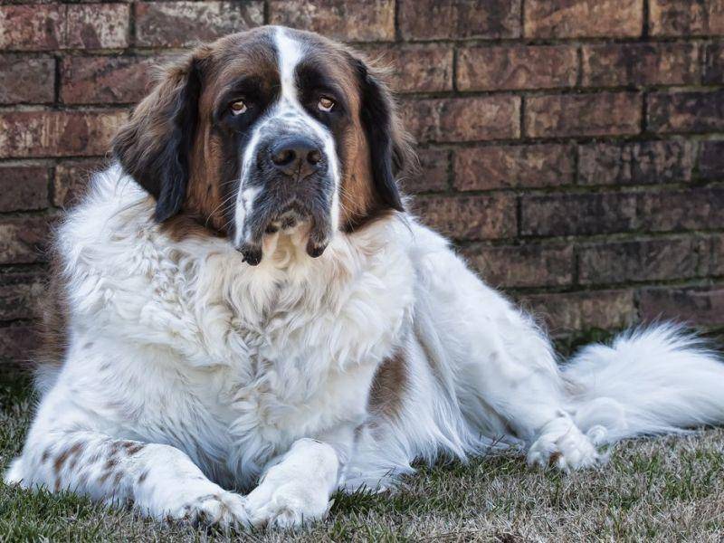 Bernhardiner: Der als Lawinenhund bekannte Vierbeiner bringt 90 Kilo auf die Waage.