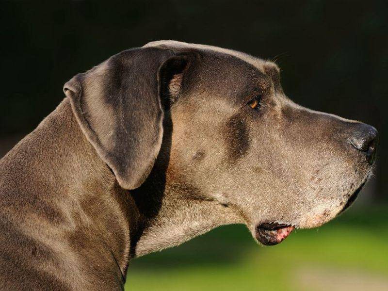 Deutsche-Dogge-Hund-Profil-Grau