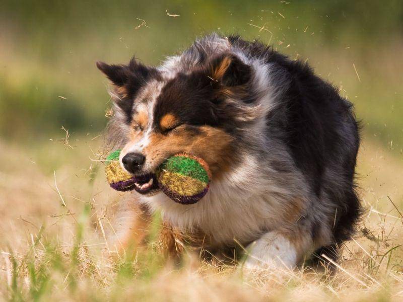 Eine der Lieblingsbeschäftigungen des Australian-Sheperd-Hundes: Toben!