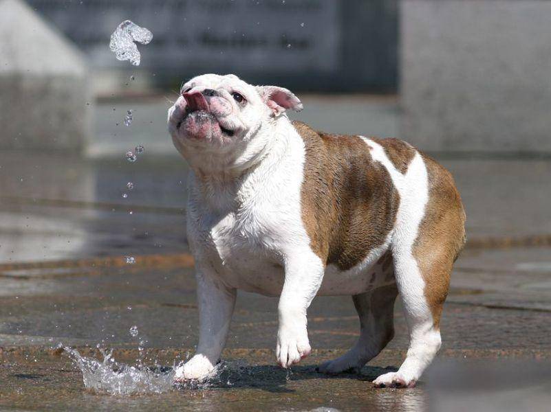 Bulldoggen Hund spielt mit Wasser