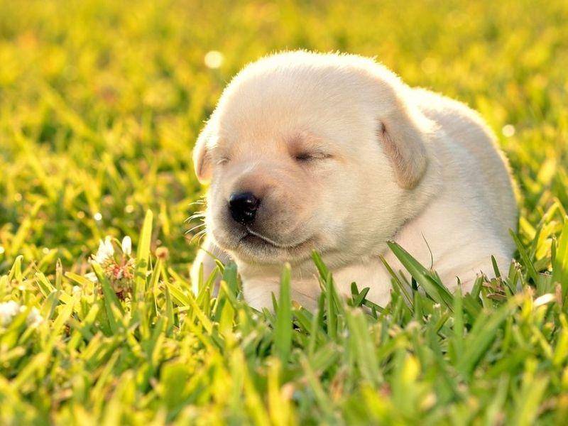 Labrador Retriever Welpe schläft im Freien.