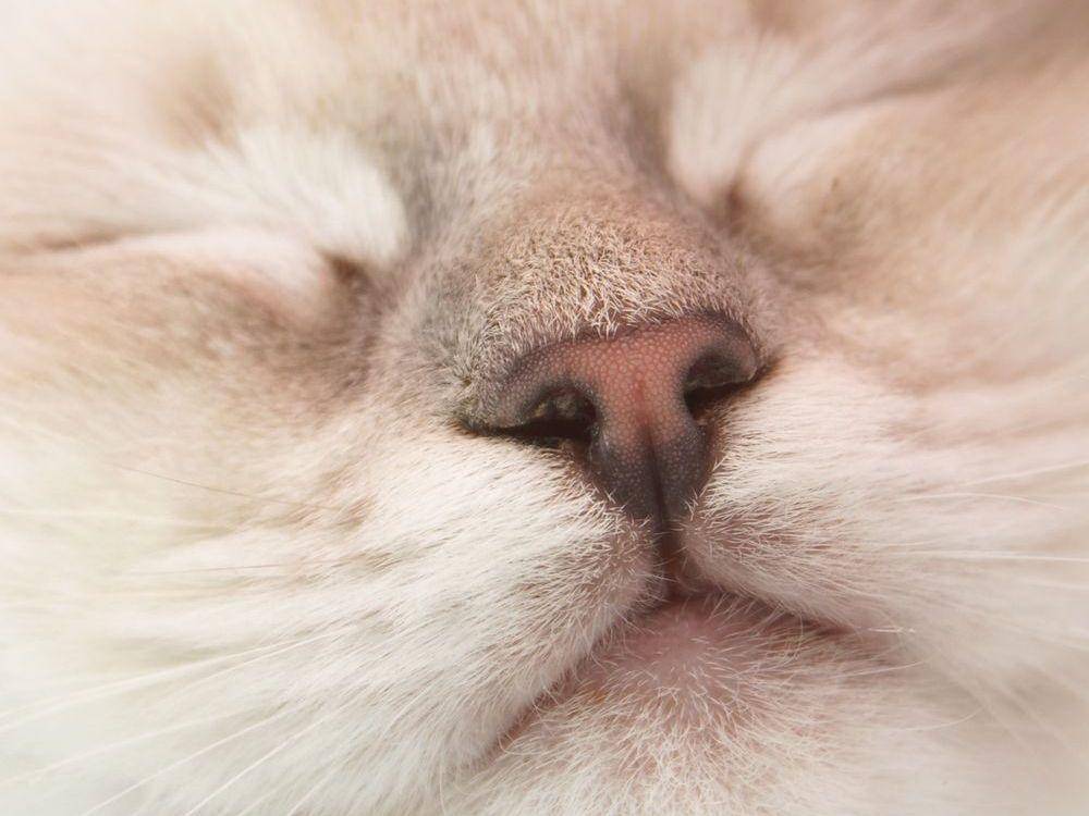 Schlafend sieht die Ragdoll-Katze so aus