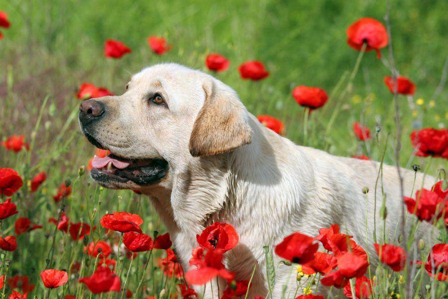 Labrador Retriever Hunde sind immer für schöne Spaziergänge zu haben