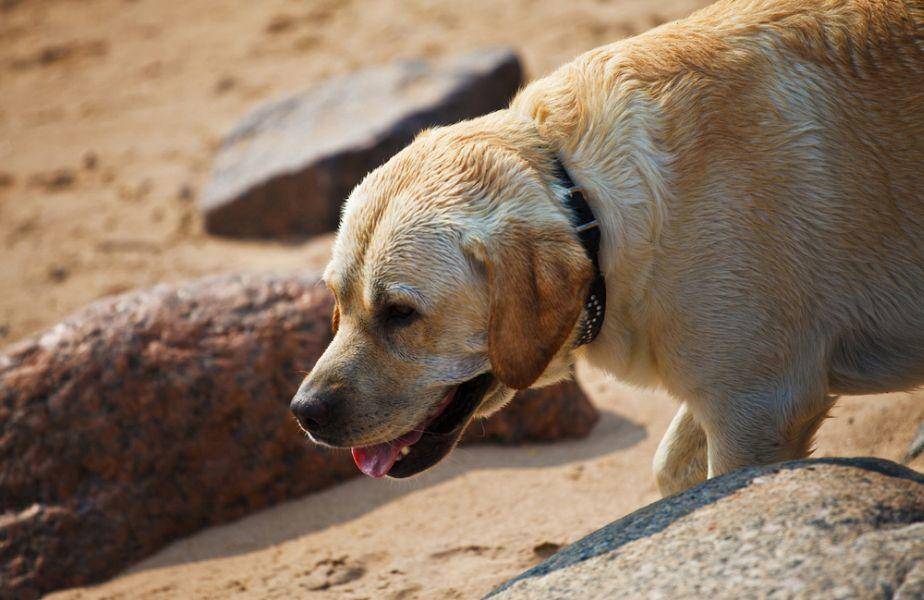 Ein Riesenspaß für den Labrador Retriever Hund: Am Strand spielen