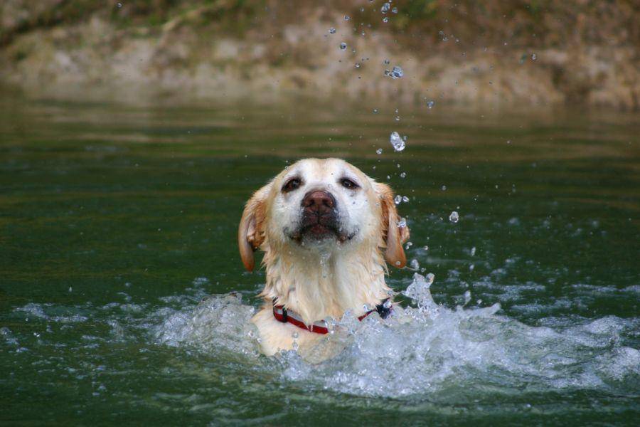 Planschen und schwimmen steigert für den Labrador Retriever Hund die Lebensqualität