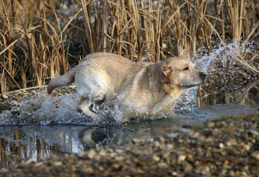 Labrador-Retriever-Hund-Wasser-Spielen