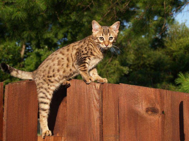 Die Savannah-Katze ist mit einem Preis von 6.000 bis 10.000 Euro der klare Sieger