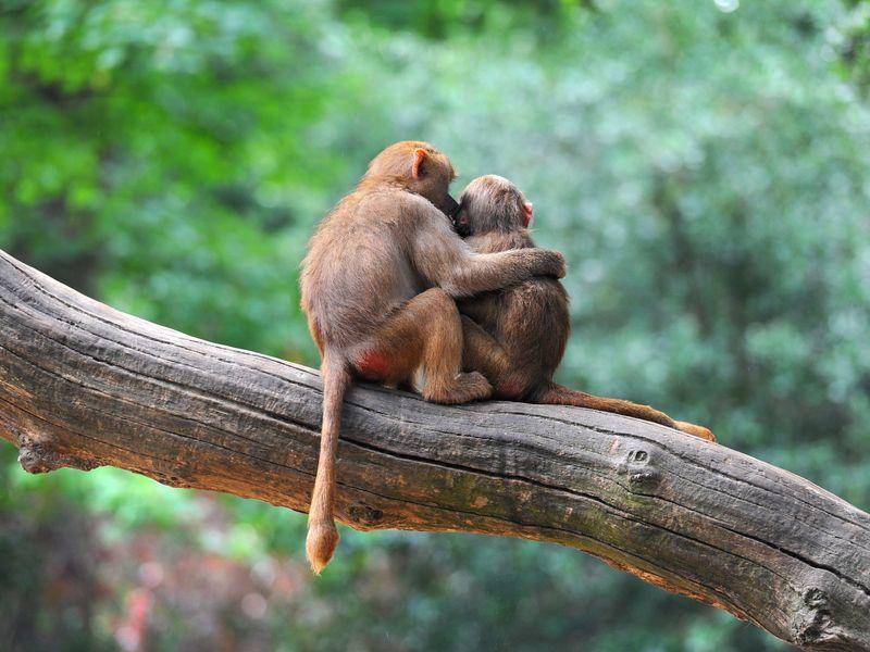 Affen auf dem Baum: Zu zweit ist die Aussicht viel schöner