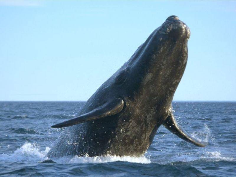 Platz 1: Der Blauwal wird bis zu 33,6 Meter lang und wiegt maximal 200 Tonnen