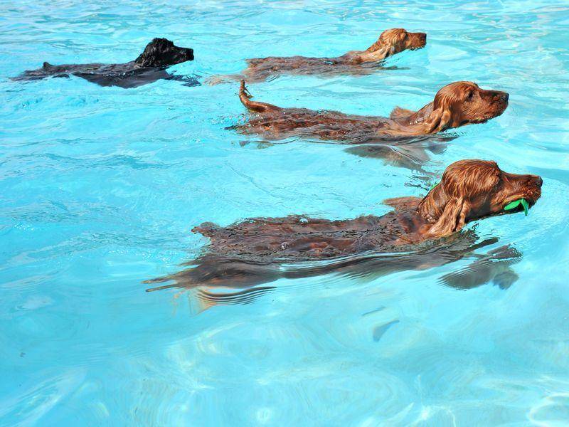 Urlaub mit Schwimmausflug: Vier Hunde haben Spaß im Wasser