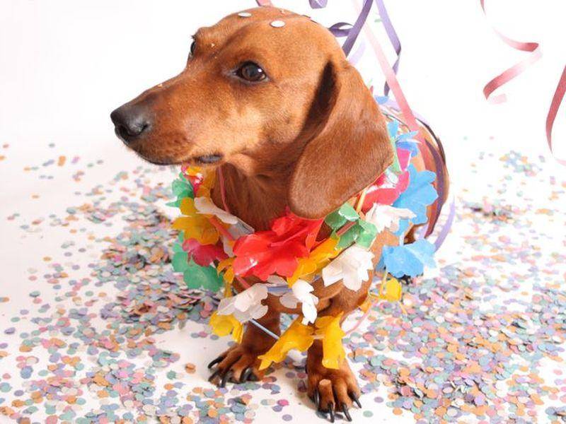 Ob dieser Dackel wohl Spaß beim Hunde-Karneval in Rio de Jeneiro hätte?