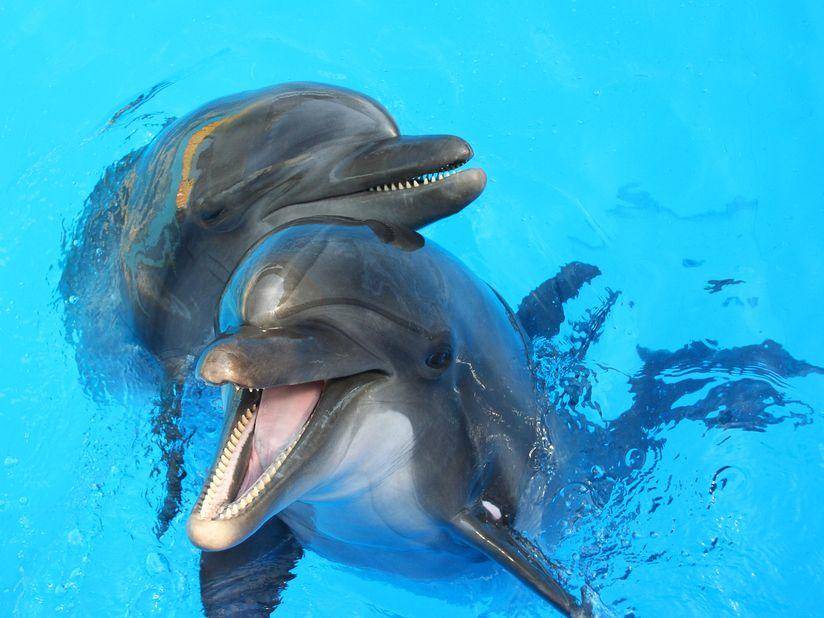 Delphine planschen am liebsten mit ihren Freunden