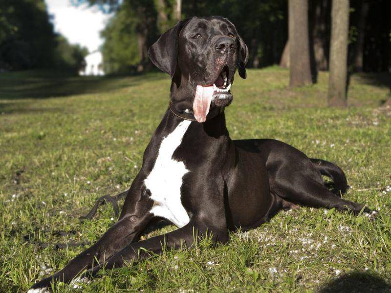Deutsche Dogge: Ebenfalls rund 80 Zentimeter groß und eine der bekanntesten Hunderassen überhaupt