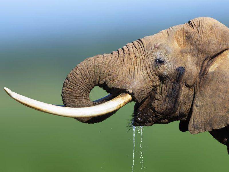 Elefanten: Die Dickhäuter bestehen problemlos den Spiegeltest
