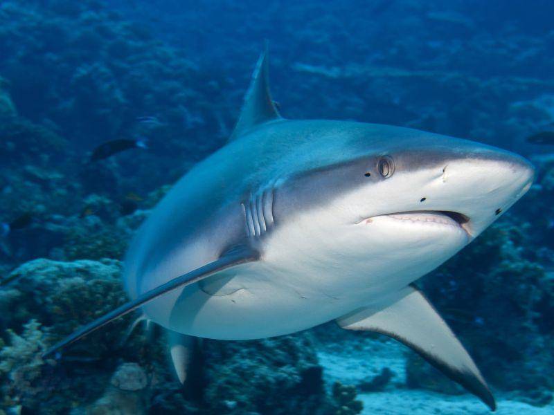 Hai: Rufen bei Angriffen schwerste Verletzungen hervor – Bild: Shutterstock / Andrea Izzotti