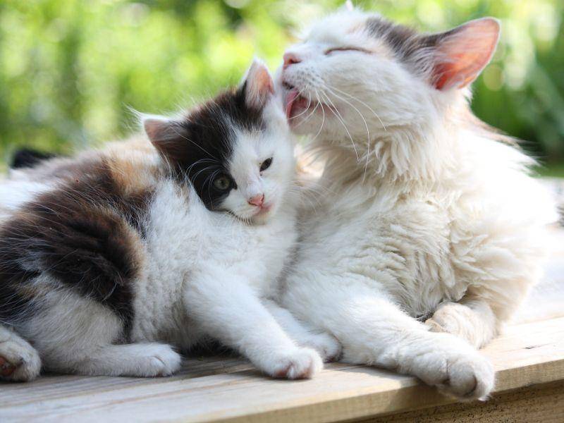 Fürsorgliche Katzenmama mit Kitten: Schöne Muster sind vererbbar ; ) — Bild: Shutterstock / Anastasija Popova