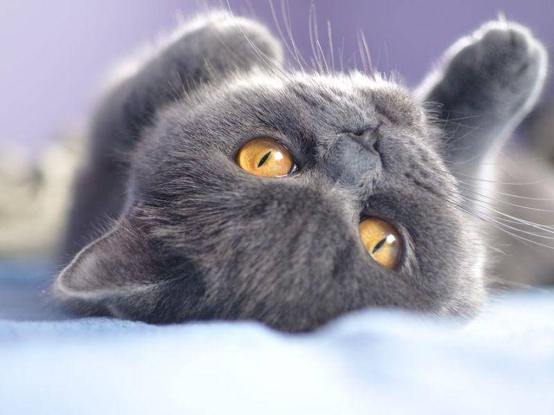 Die verschmuste Britisch Kurzhaar Katze ist ein besonderer Kuschelfan