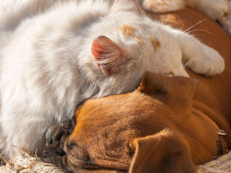 Besonders weicher Schlafplatz für Katzen: Nachbars Haushund