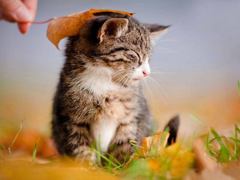 Zum Kuscheln: Eine kleine Katze sitzt im Laub