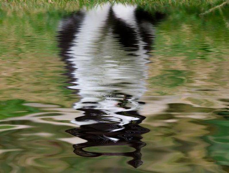 "Ich mag Wasser, das spiegelt so schön." - Kleine Katze entdeckt die Welt