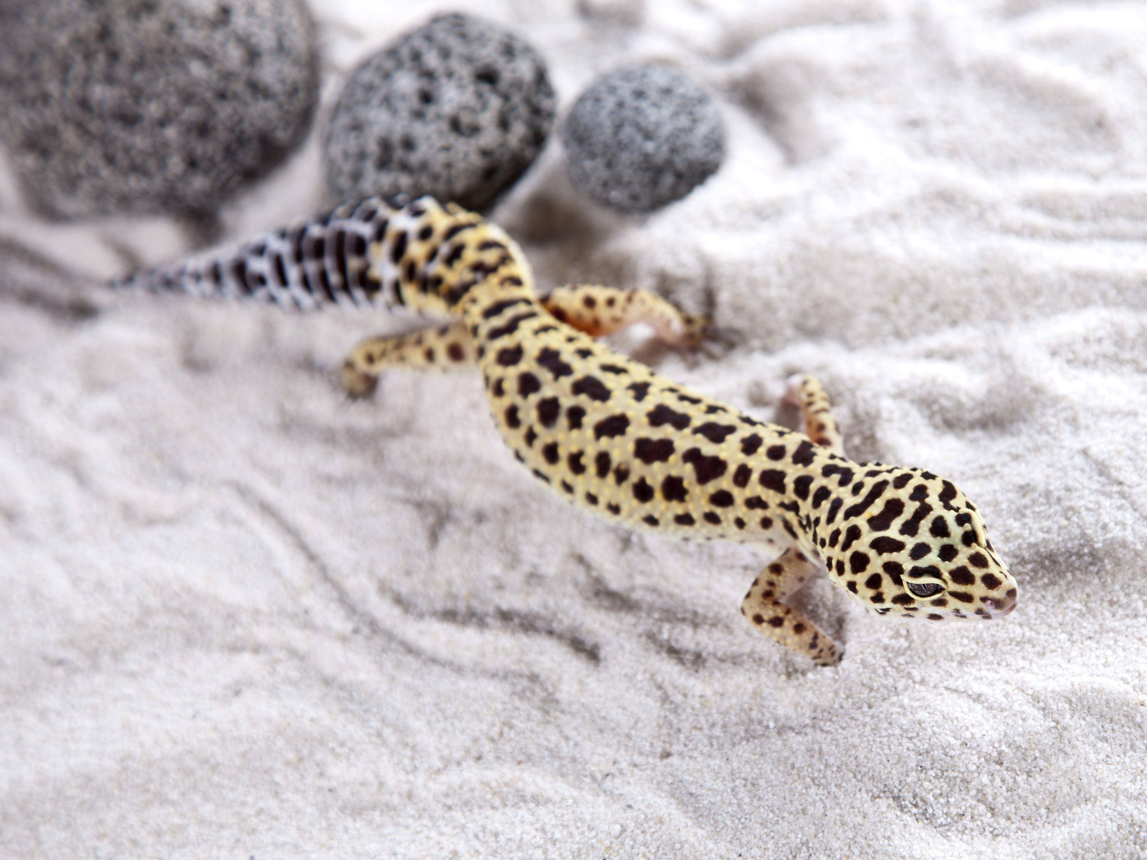 Leopardgecko: Unverwechselbar — Bild: Shutterstock / FikMik