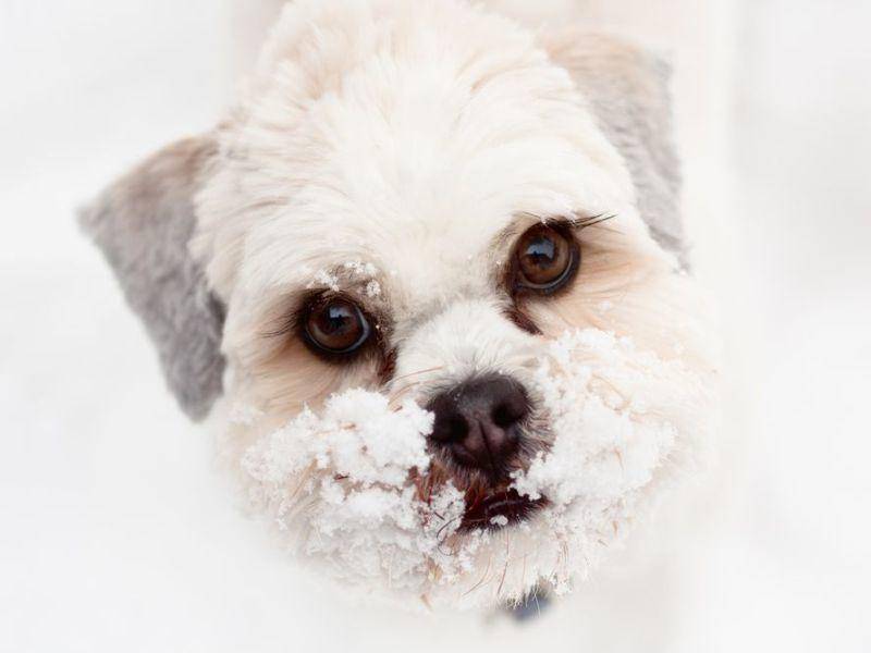 Schnee auf der Speisekarte für Hunde? Dieser Lhasa Apso versucht es mal