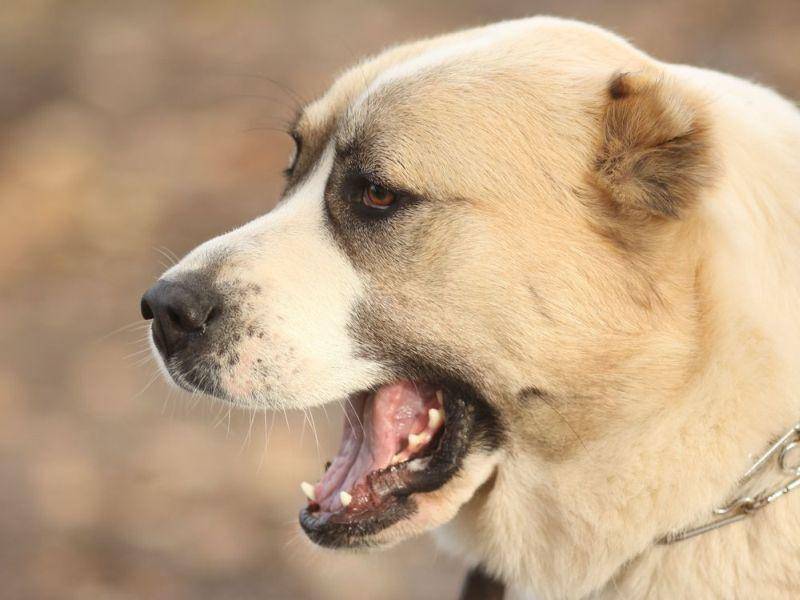 Mastín del Pirineo: Der spanische Hirtenhund hat eine Durchschnittsgröße von 77 Zentimetern vorzuweisen