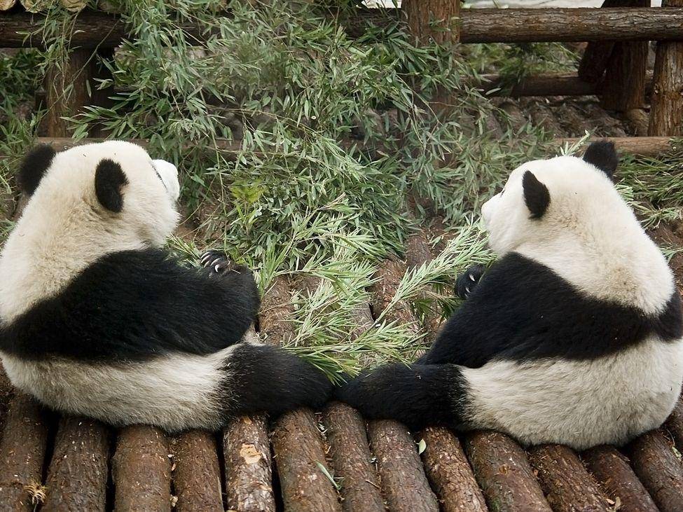 Pandas beim Pläuschchen