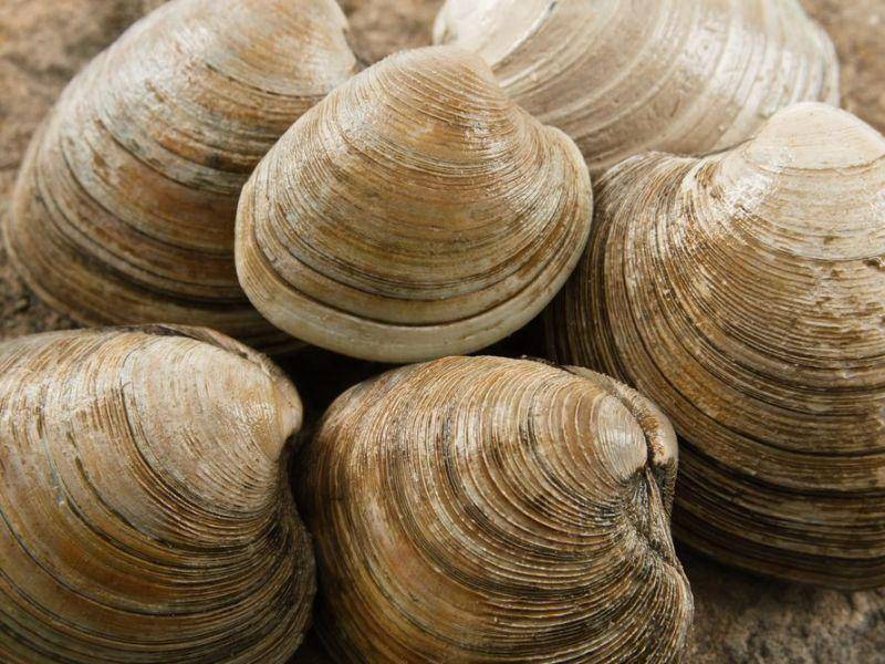 Platz 2: Einzelne Quahog-Muscheln leben seit über 400 Jahren am Meeresgrund