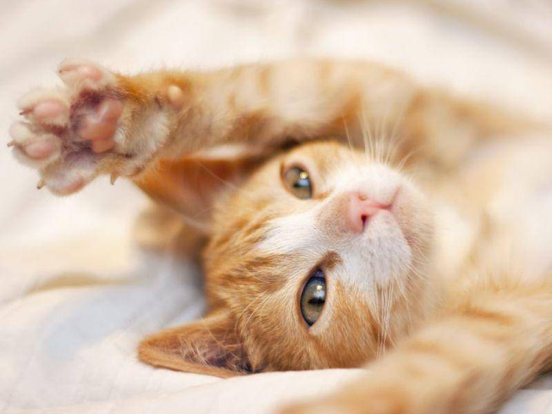 Süße rote Katze mit Kuschelambitionen