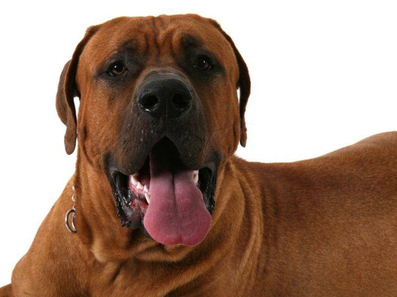 Japanischer Mastiff oder auch Tosa Inu: Bis zu 76 Zentimeter großer Kampfhund
