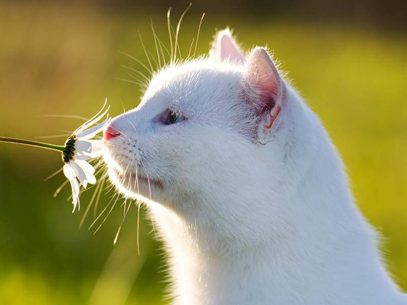 Weiße Katze entdeckt den Duft von Margeritenblumen
