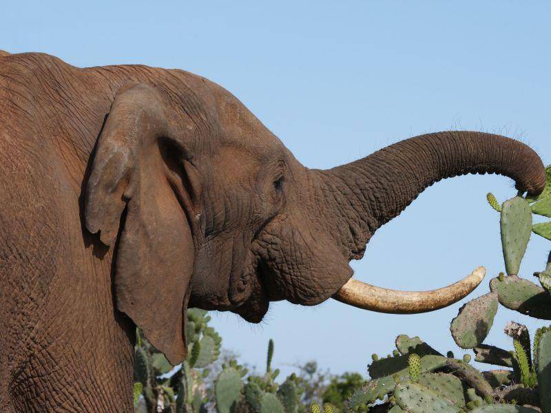 Afrikanischer Elefant. 9.000 Kilogramm sind für den Dickhäuter kein Problem – Bild: Shutterstock / Four Oaks