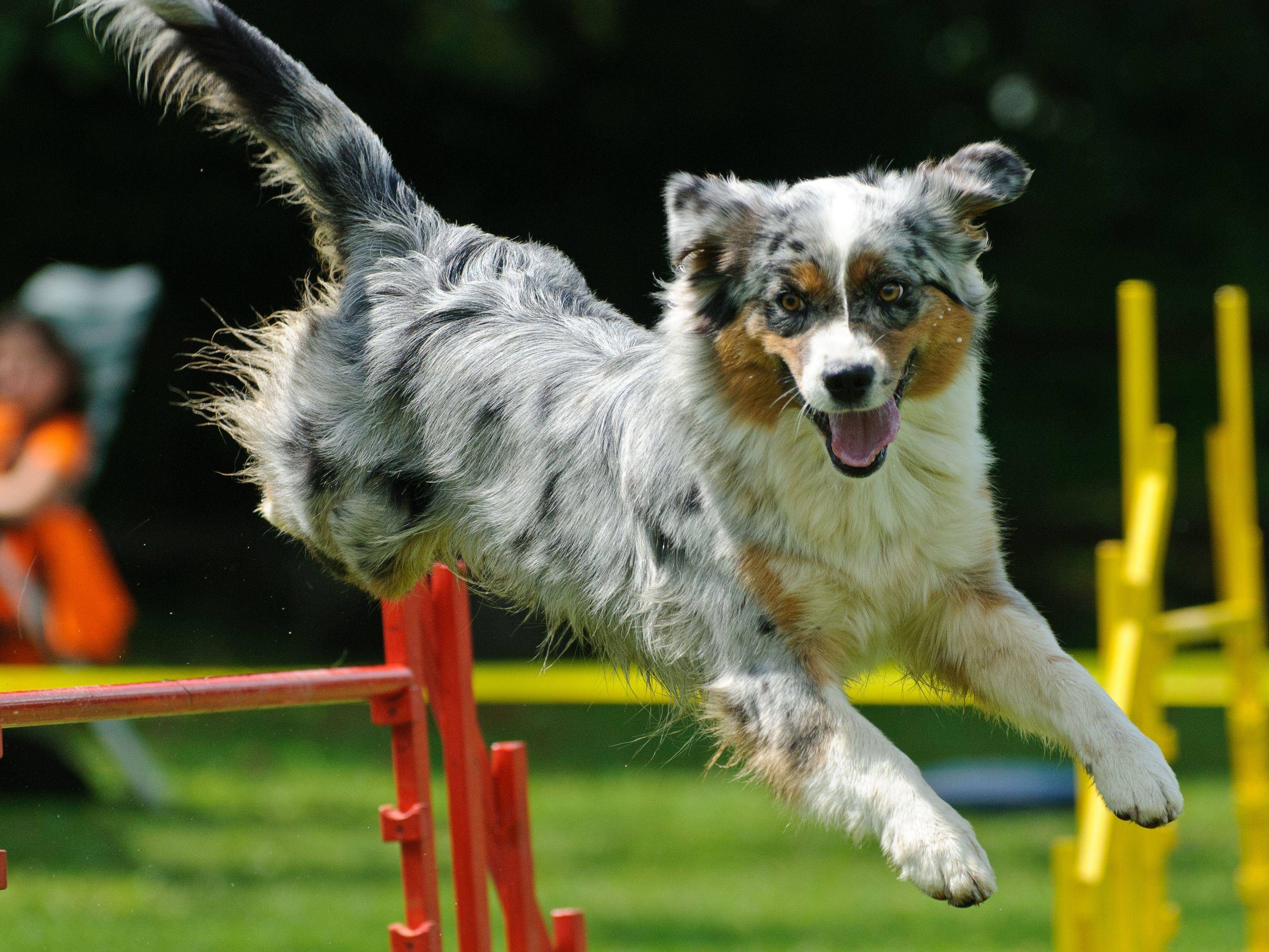Das macht Spaß! Ein Australian Sheperd nimmt ein Agility-Hundehindernis — Bild: Shutterstock / gpod