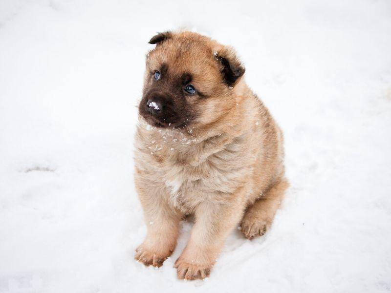 Babywolfshund: "Schnee? Da bekomm ich immer so kalte Füße." — Bild: Shutterstock / giSpate