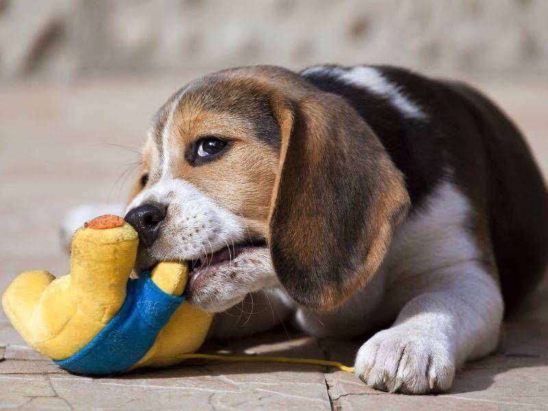 Beaglehundebaby: "Guckt mal was ich zum Spielen hab" — Bild: Shutterstock / Reddogs