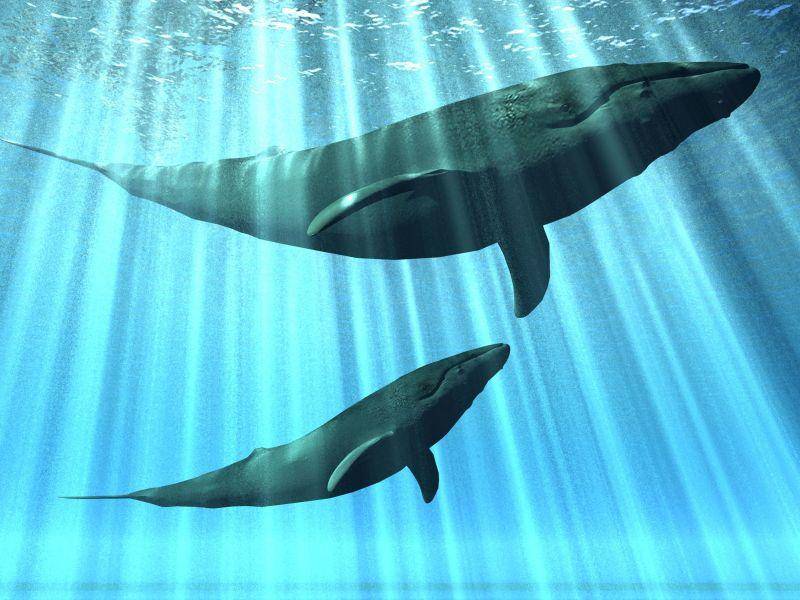 Blauwal: Unter Wasser der Lauteste — Bild: Shutterstock / njaj