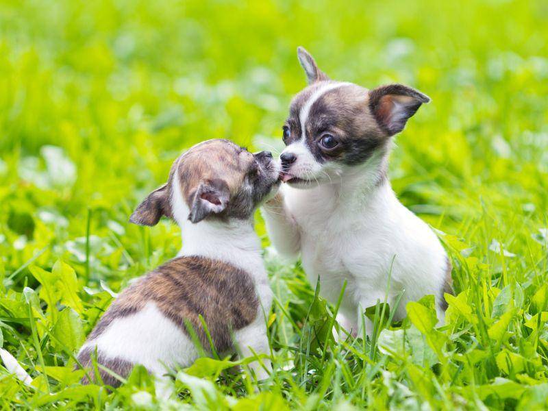 Und auch diese süßen Hundebabys können vom Spielen gar nicht genug bekommen — Bild: Shutterstock / Sergey Lavrentev