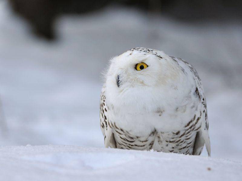 Nur die Augen leuchten: Schneeeule im tiefsten Winter — Bild: Shutterstock / Stanislav Duben