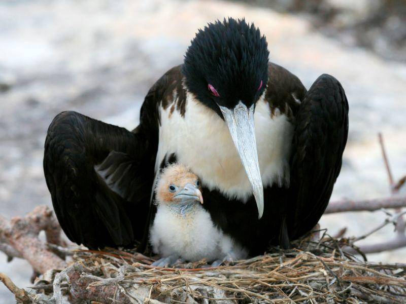 Fregattvogelmutter mit zerzaustem Küken — Bild: Shutterstock / Stacy Funderburke