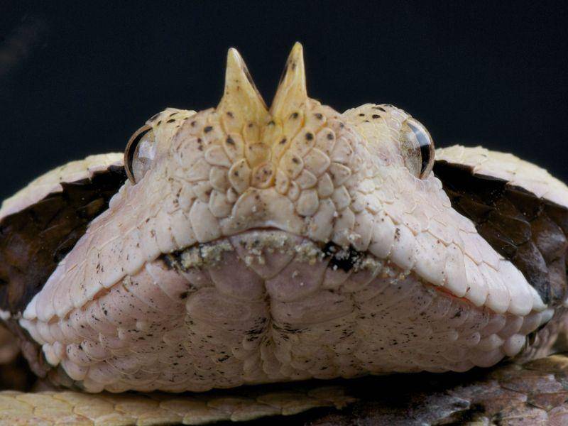 Gabunviper: Hat die längsten Zähne unter den afrikanischen Giftschlangen — Bild: Shutterstock / reptiles4all
