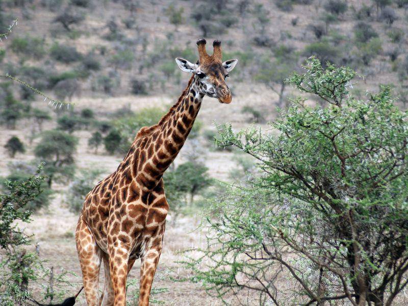 Giraffe: 1,4 Tonnen schwer und bis zu vier Meter groß — Bild: Shutterstock / meunierd