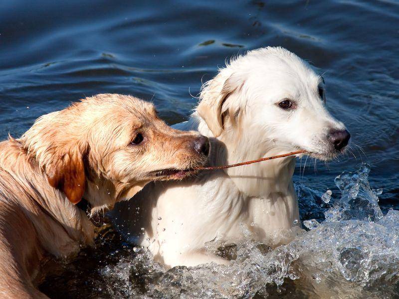 ... weil Golden Retriever Wasser lieben und deshalb sogar mit in den Badeurlaub kommen können — Bild: Shutterstock / alexplat