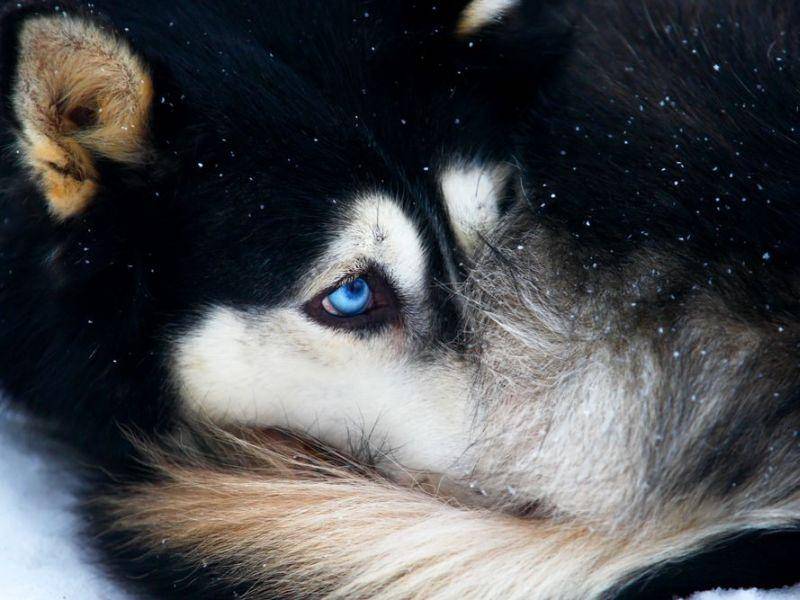 Der Husky ist mit seinen leuchtend blauen Augen ein wunderschöner Hund — Bild: Shutterstock / hramovnick