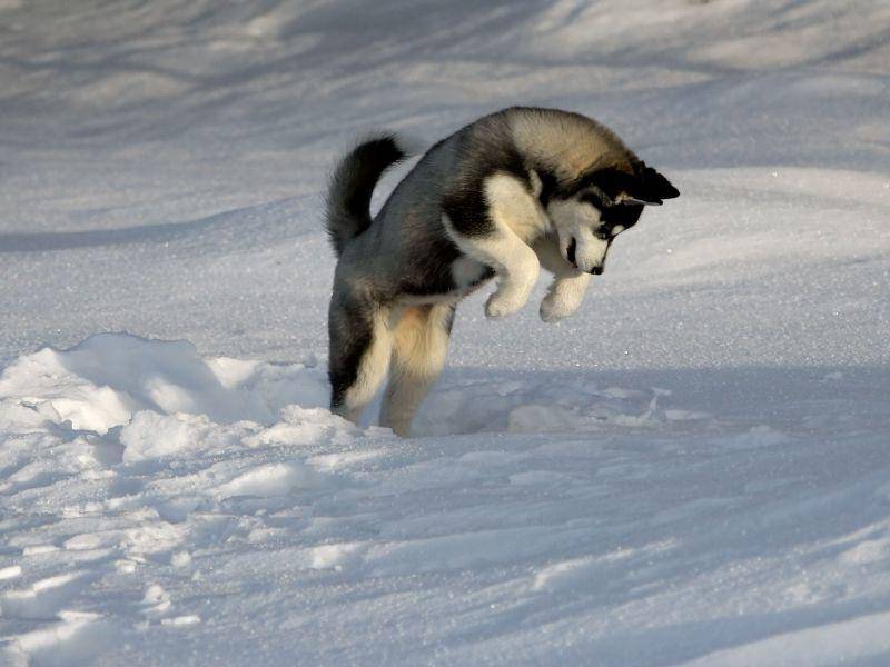 Springen und im Schnee spielen aus Leidenschaft: Der Husky ist eine Sportskanone — Bild: Shutterstock / plastique