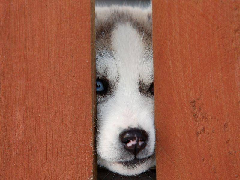 Und nicht zu vergessen: Der Husky ist ein neugieriger Hund und braucht viel Abwechslung — Bild: Shutterstock / aiok