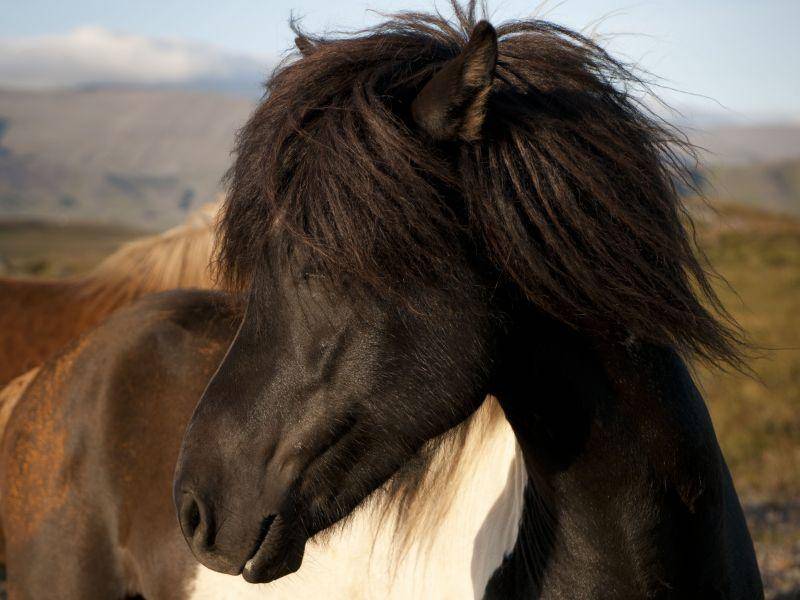 Islandpferde haben oft besonders schöne Fellfarben — wie dieser Schecke hier — Bild: Shutterstock / RHIMAGE