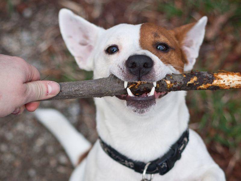 Mein Stöckchen! Hunden wie Jack Russell Terriern kann es oft nicht schnell genug gehen — Bild: Shutterstock / jurra8